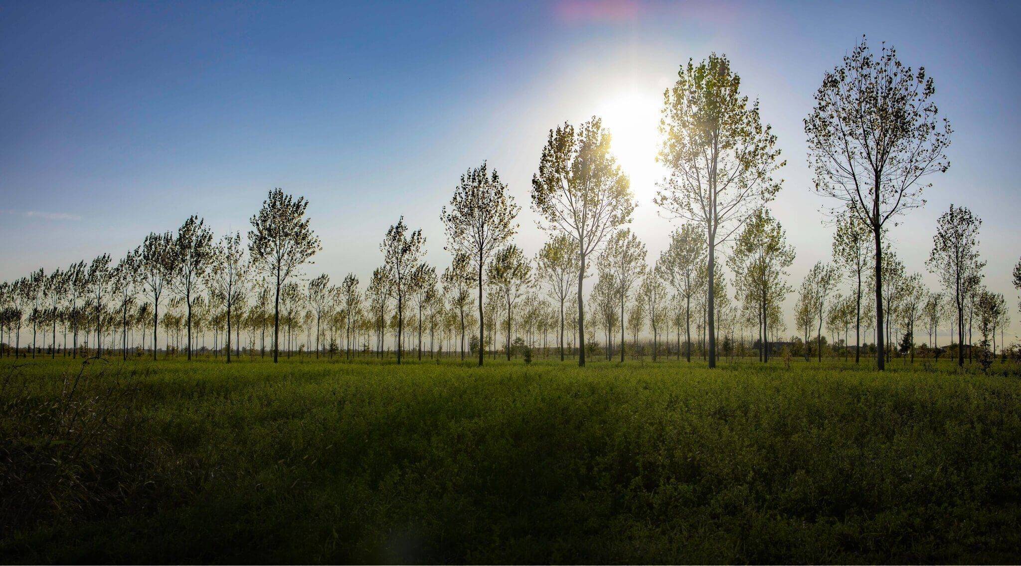 Azienda Casaria: un revamping di successo